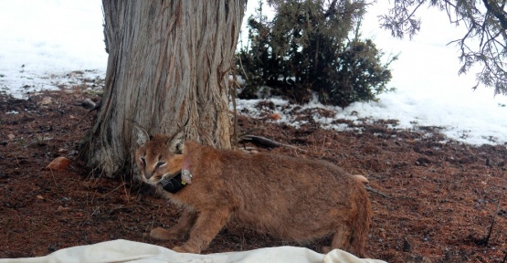 Türkiye’de ilk kez bir Karakulak GPS’li tasma ile izlenmeye başlandı