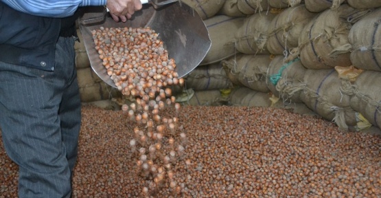 Fındık çakıldı, fiyat 9,75 TL