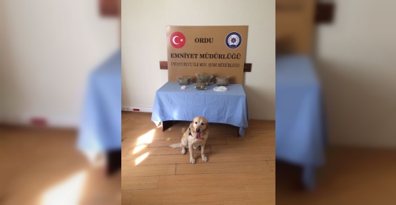 Ordu’da zehir tacirlerine darbe