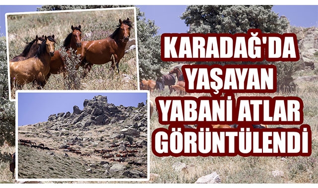 KARADAĞ'DA YAŞAYAN YABANİ ATLAR GÖRÜNTÜLENDİ