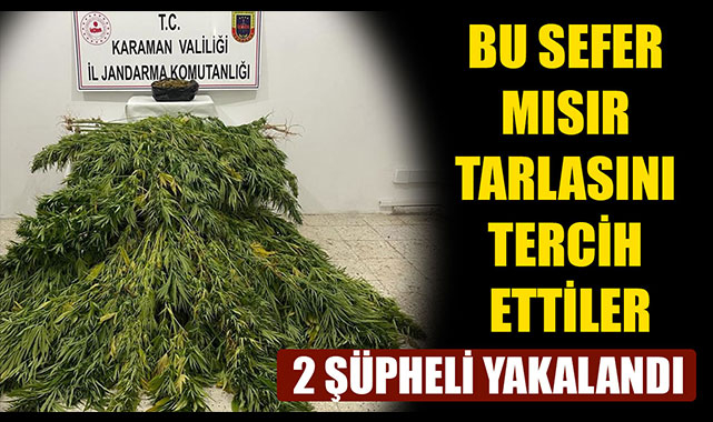 BU SEFER MISIR TARLASINI TERCİH ETTİLER
