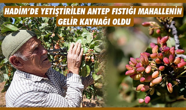 HADİM’DE YETİŞTİRİLEN ANTEP FISTIĞI MAHALLENİN GELİR KAYNAĞI OLDU