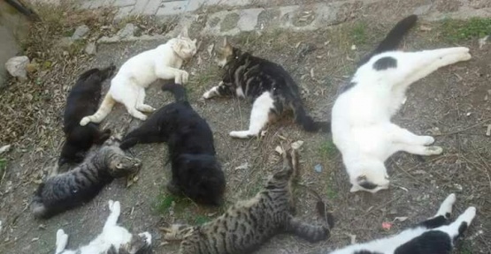 Alanya’da kedi ölümleri