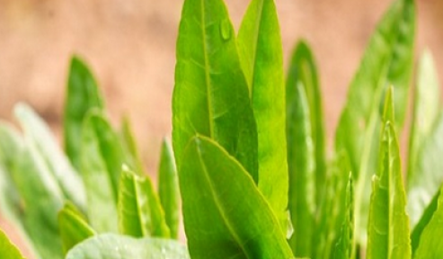 Kuzukulak Otunun Faydaları
