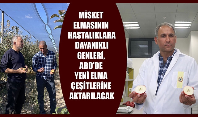 MİSKET ELMASININ HASTALIKLARA DAYANIKLI GENLERİ, ABD'DE YENİ ELMA ÇEŞİTLERİNE AKTARILACAK