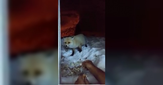 Aç kalan tilkiyi ekmekle besledi