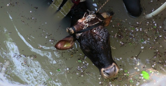 Kuyuya düşen inek için seferber oldular