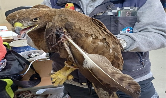 Kırşehir'de yaralı kartal korumaya alındı