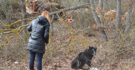 Ormanda hastalanan siyah kurda operasyon