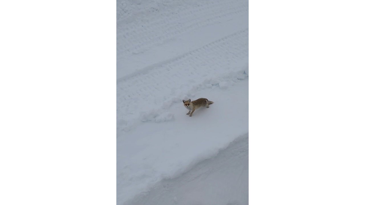 Bayburtlu Vatandaş Ekmek Yemeyen Tilkiyi Meşhur Antep Baklavasıyla Besledi