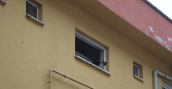 Mahsur kalan kediyi itfaiye ekipleri kurtardı