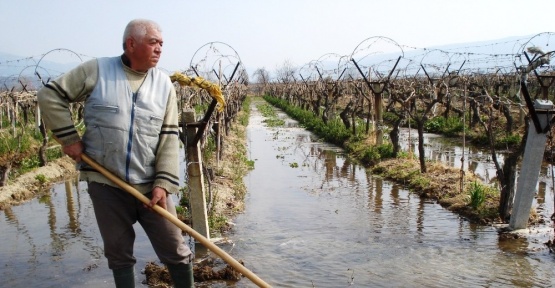 Sarıgöl’de üzüm bağları sulanmaya başladı