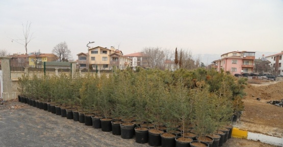 10 bin fidan toprakla buluşmayı bekliyor