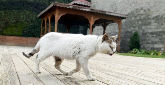 Hasta kedi belediyeye sığındı
