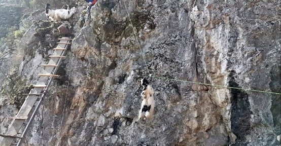 Kayalıklarda mahsur kalan keçiler kurtarıldı