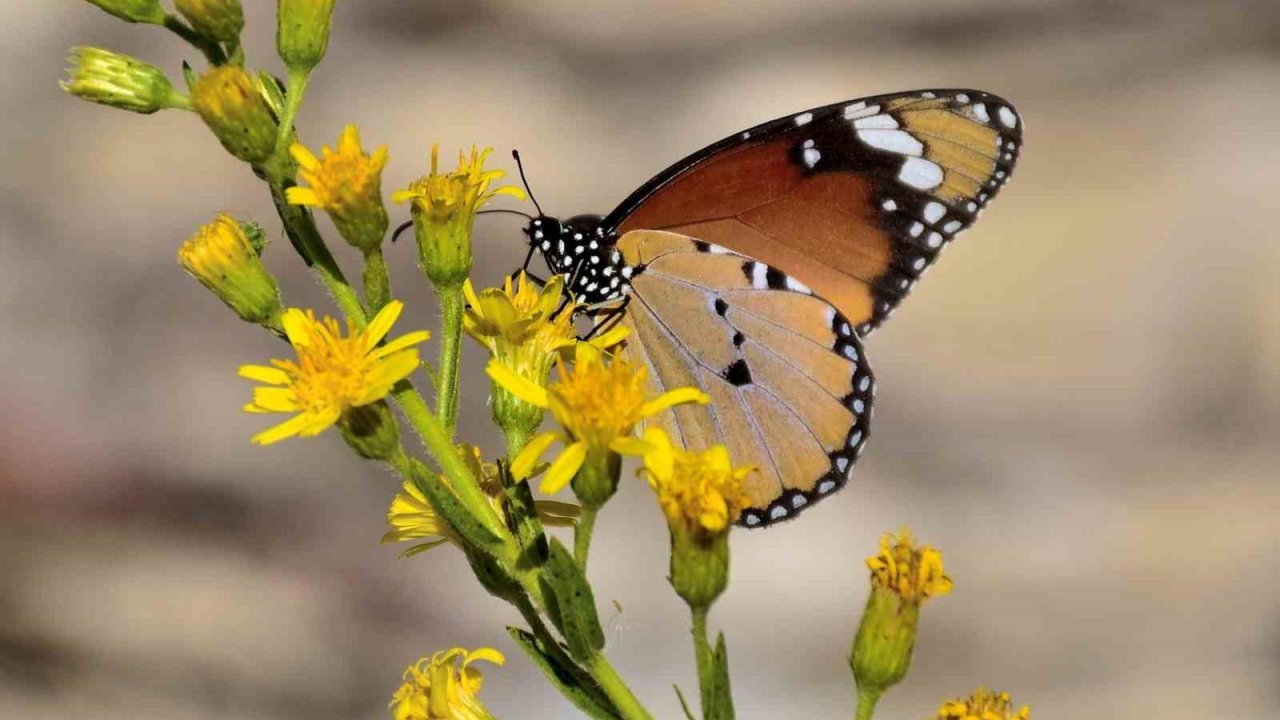 Mut ’mutlu Kelebekler Festivaline’ Hazırlanıyor