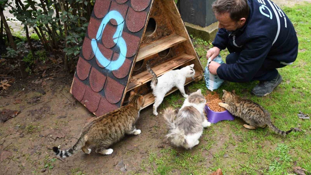 Balıkesir’de Patili Dostlara Sıcak Yuva