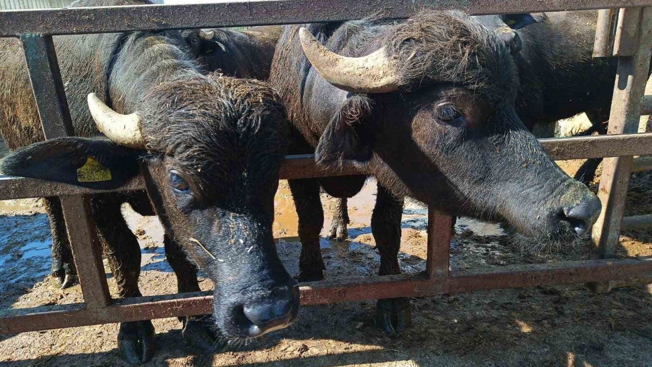 Eskişehir’de Hayvan Yetiştiricilerine 113 Milyon Tl Destek