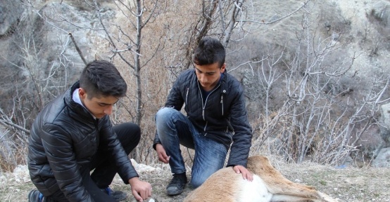 Çocuklar, yaban keçisini kurtarmak için seferber oldu