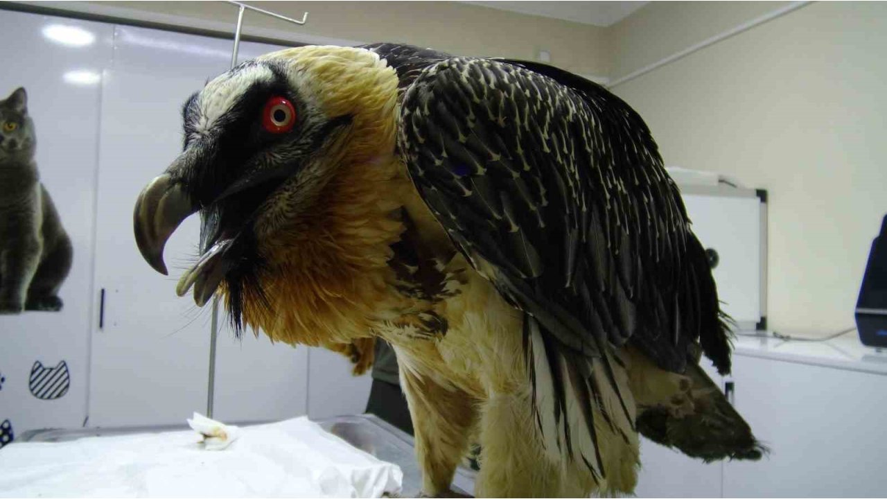 Artvin’de Sakallı Akbaba Yaralı Ve Bitkin Halde Bulundu