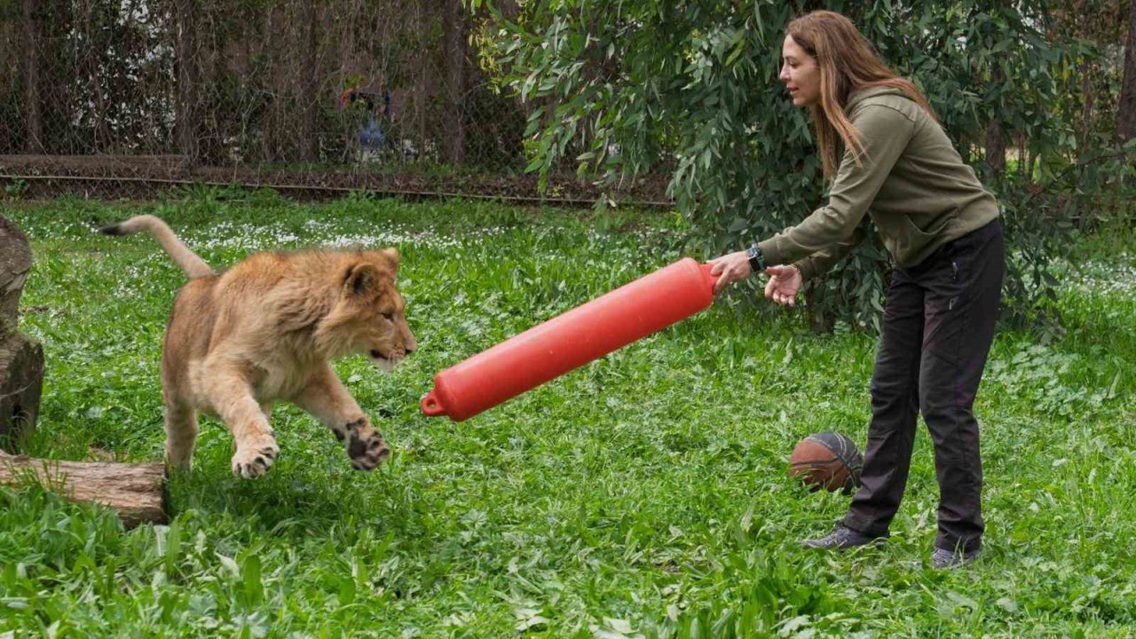 İzmir’de Yavru Aslan Bulundu