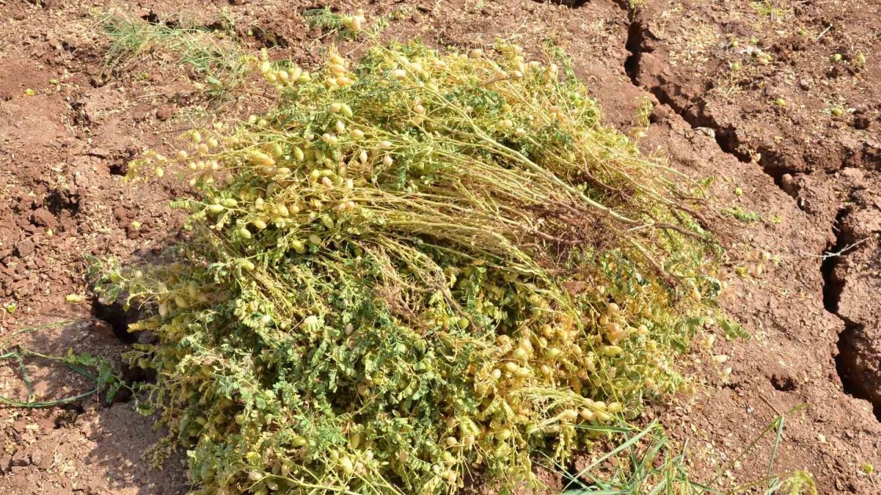 Denizli'de Boş Veya Nadasa Bırakılan Araziler Üretime Kazandırılacak