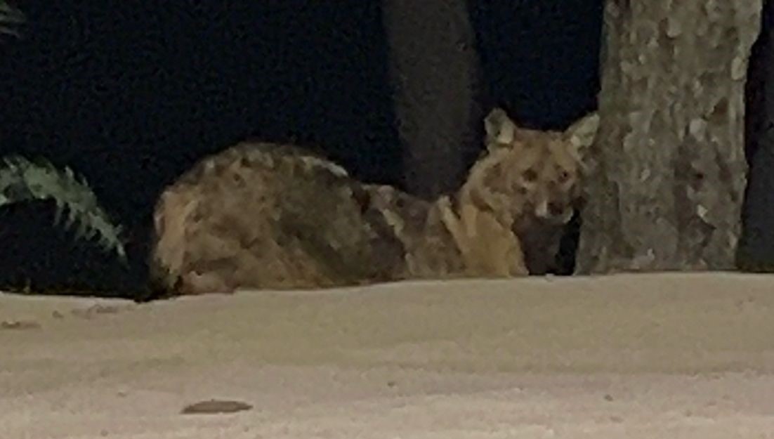 Sinop’ta Yalnız Gezen Çakal Görüntülendi