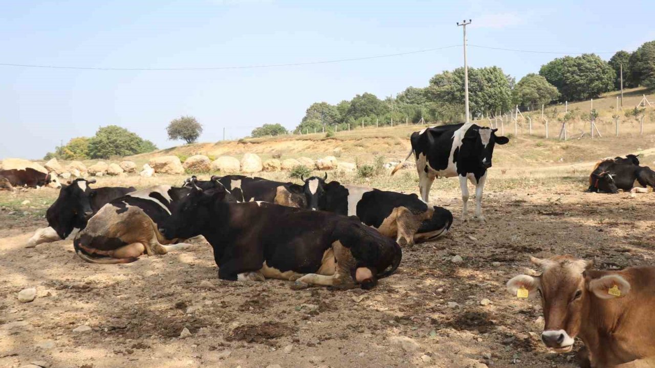Şap Hastalığı Yayılmasın Diye Önlem Alındı: 22 Köyde Tedbiren Hayvan Giriş Ve Çıkışı Kısıtlandı
