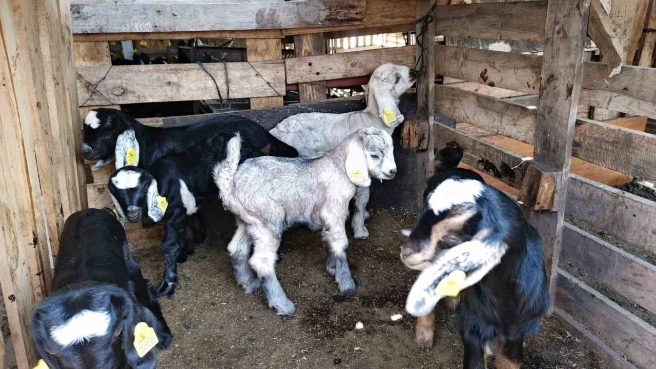 Söke’de Küçükbaş Hayvanlar Aşılandı