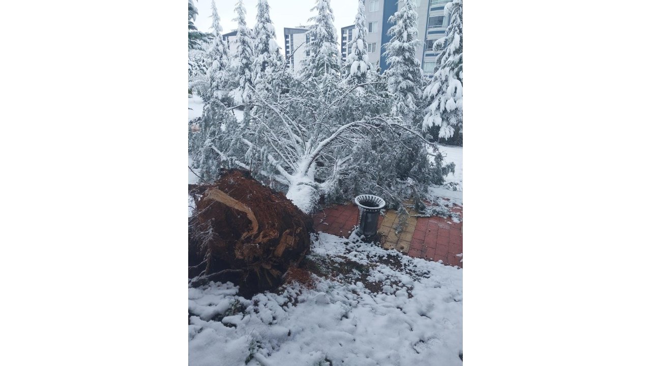 Elazığ’da Kar Yağışı Sonrası Ağaç Devrildi