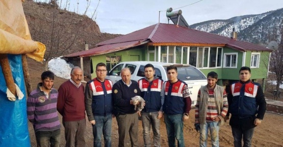 Refahiye’de bulunan yavru boz ayı koruma altına alındı