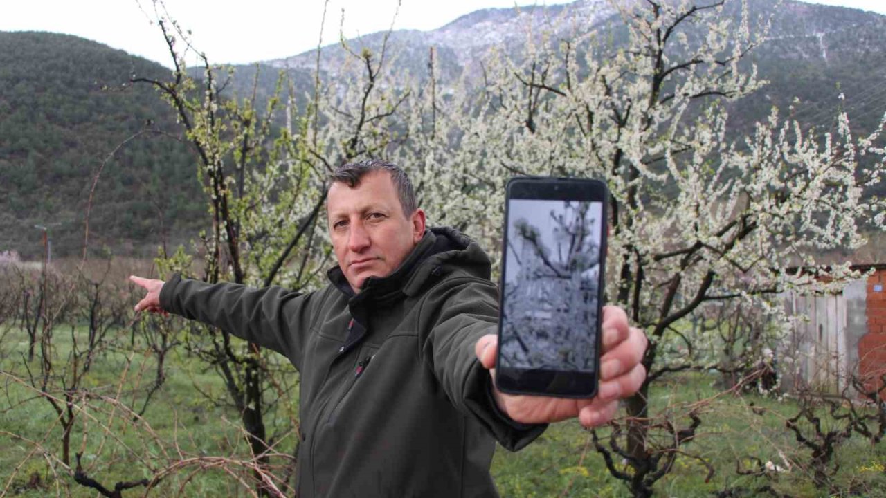 Amasyalı Çiftçi, Çiçek Açan 300 Ağacı Yağmurlama Yapıp Dondurarak Aşırı Soğuktan Korudu
