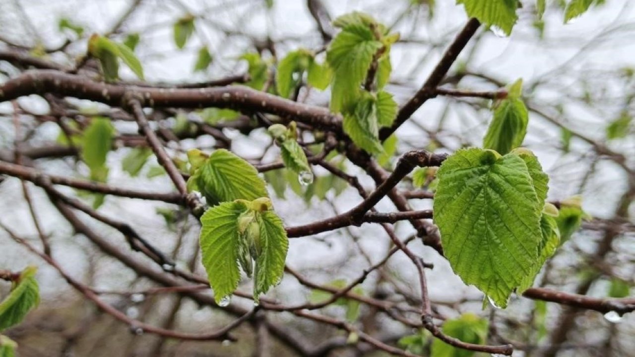 Çiftçilere Zirai Don Uyarısı Yapıldı