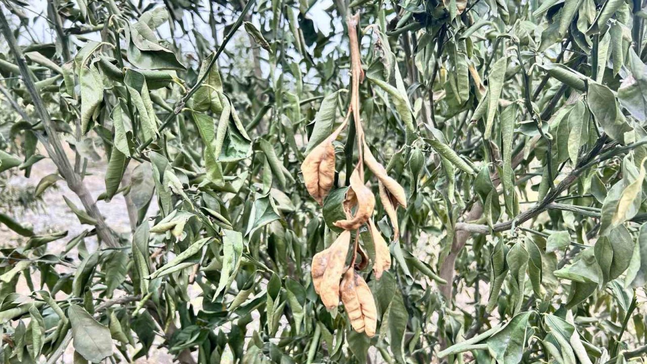 Üreticilere Zirai Don Uyarısı