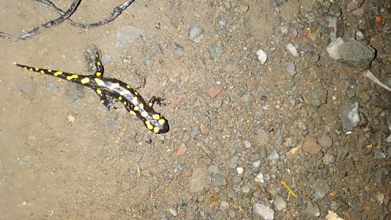 Adıyaman’da Sarı Benekli Semender Görüntülendi