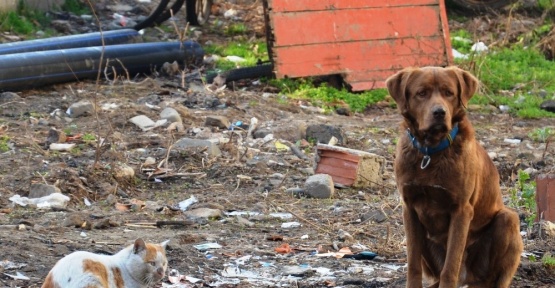 Sokak köpeği ile kedinin dostluğu