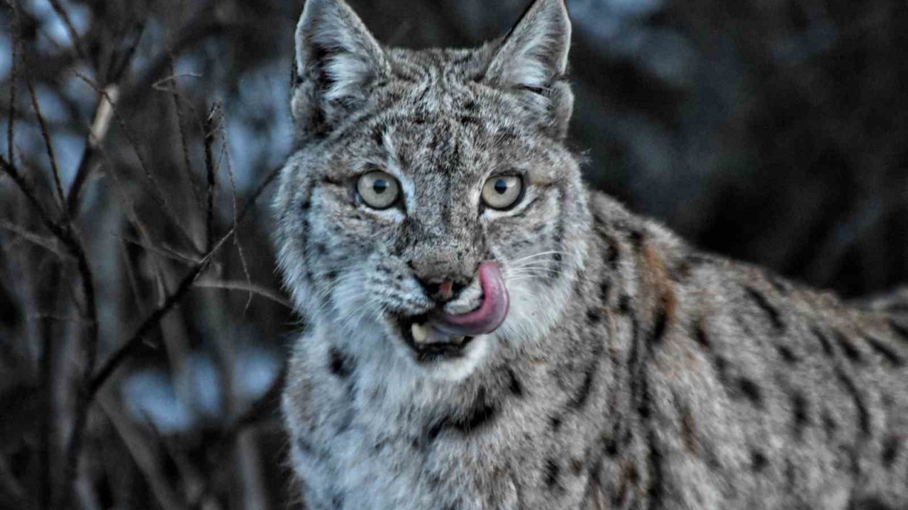 Doğa Fotoğrafçısı, Koruma Altındaki Vaşağı Yakından Görüntüledi