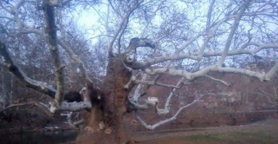 15 asırlık çınar