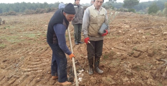 Orman işletme müdürlüğü köylüler için zeytin fidanı dikiyor