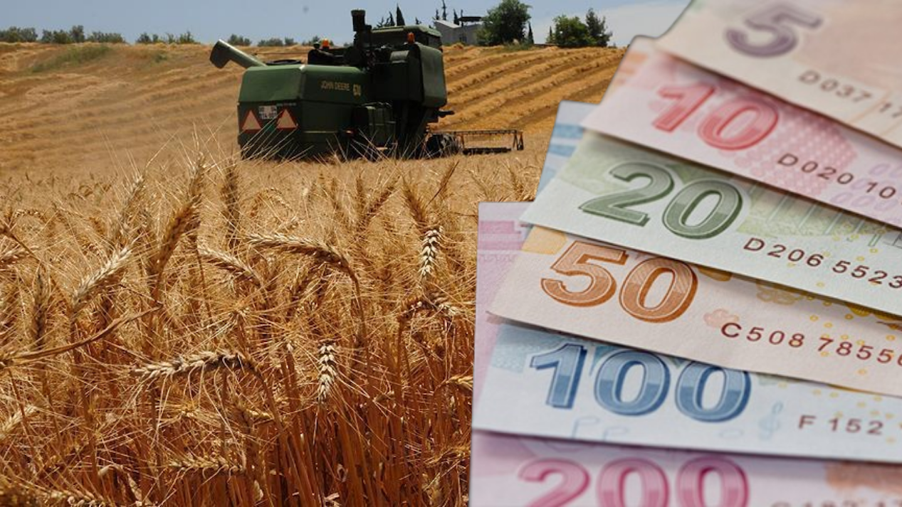 Güncel Buğday Fiyatı Nisan 2025!