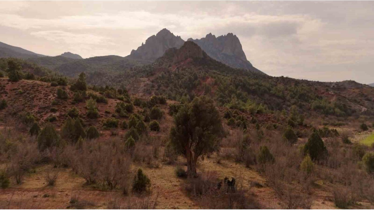 Köklerini 8 Asırdır Eskişehir Topraklarına Salan Zeytin Ağacı Özenle Korunuyor