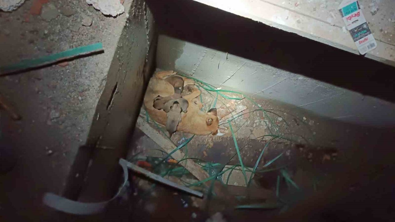 Asansör Boşluğunda Mahsur Kalan Anne Ve Yavru Köpekleri İtfaiye Kurtardı