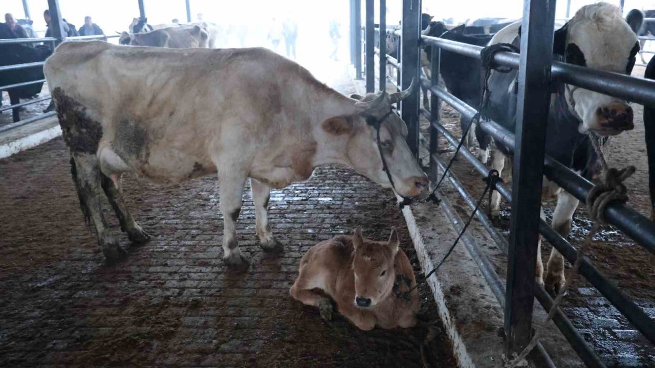 Doğal Ve Sağlıklı Yaşam Kıymetlendi, Aileler İnek Edinmeye Başladı
