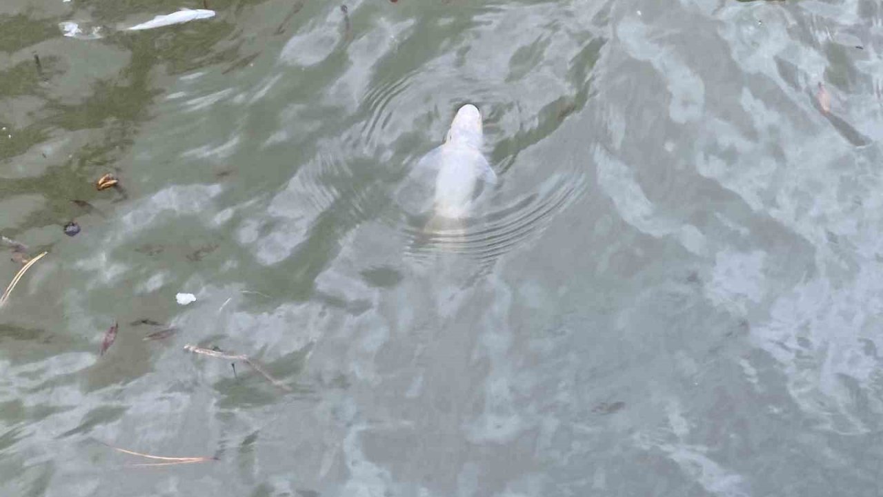 Porsuk Çayı’nda Ölen Balıklar Su Yüzeyine Vurdu