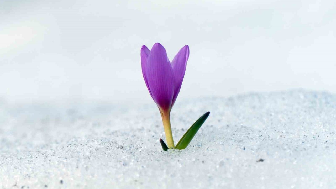 Erzurum Ovası’nda Baharın Çiçekleri Açtı