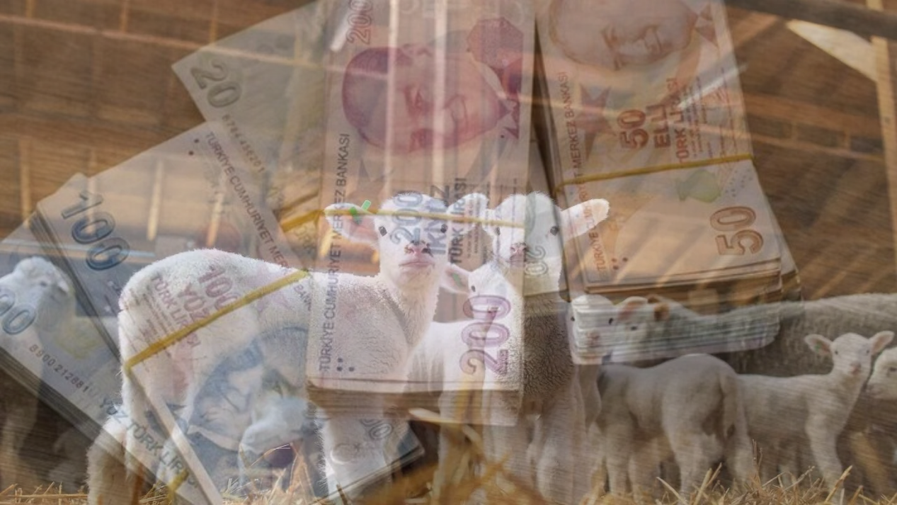 Kuzu, Oğlak ve Buzağı Desteği Verilecek!