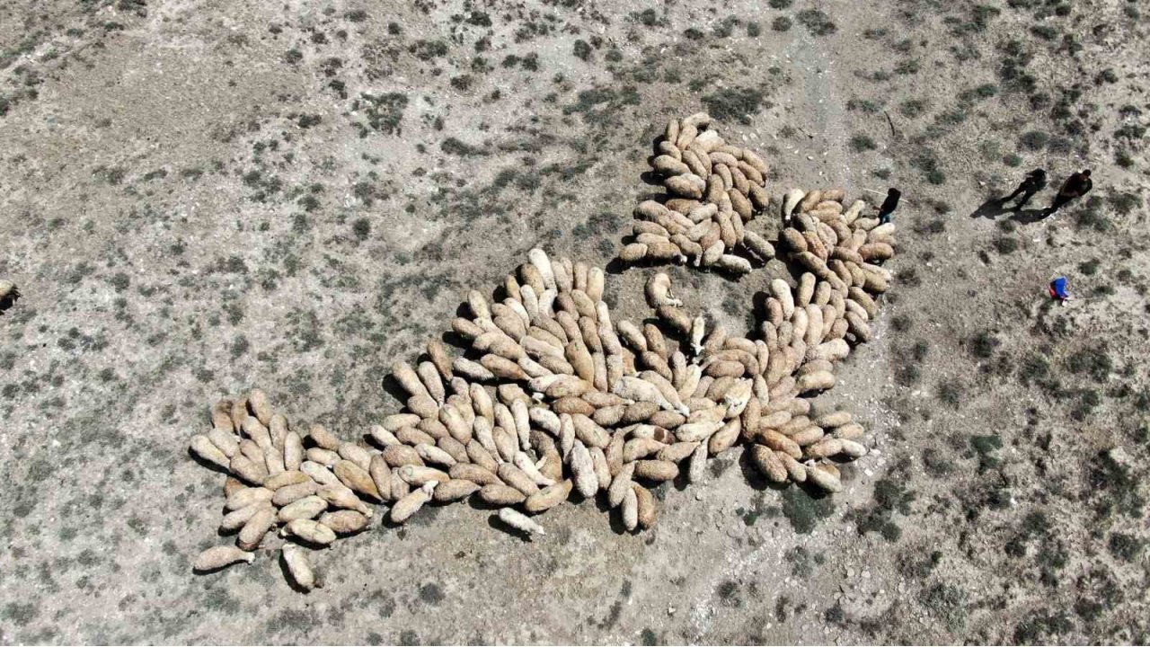 Erzincan’da Meralar İhaleye Çıkarıldı