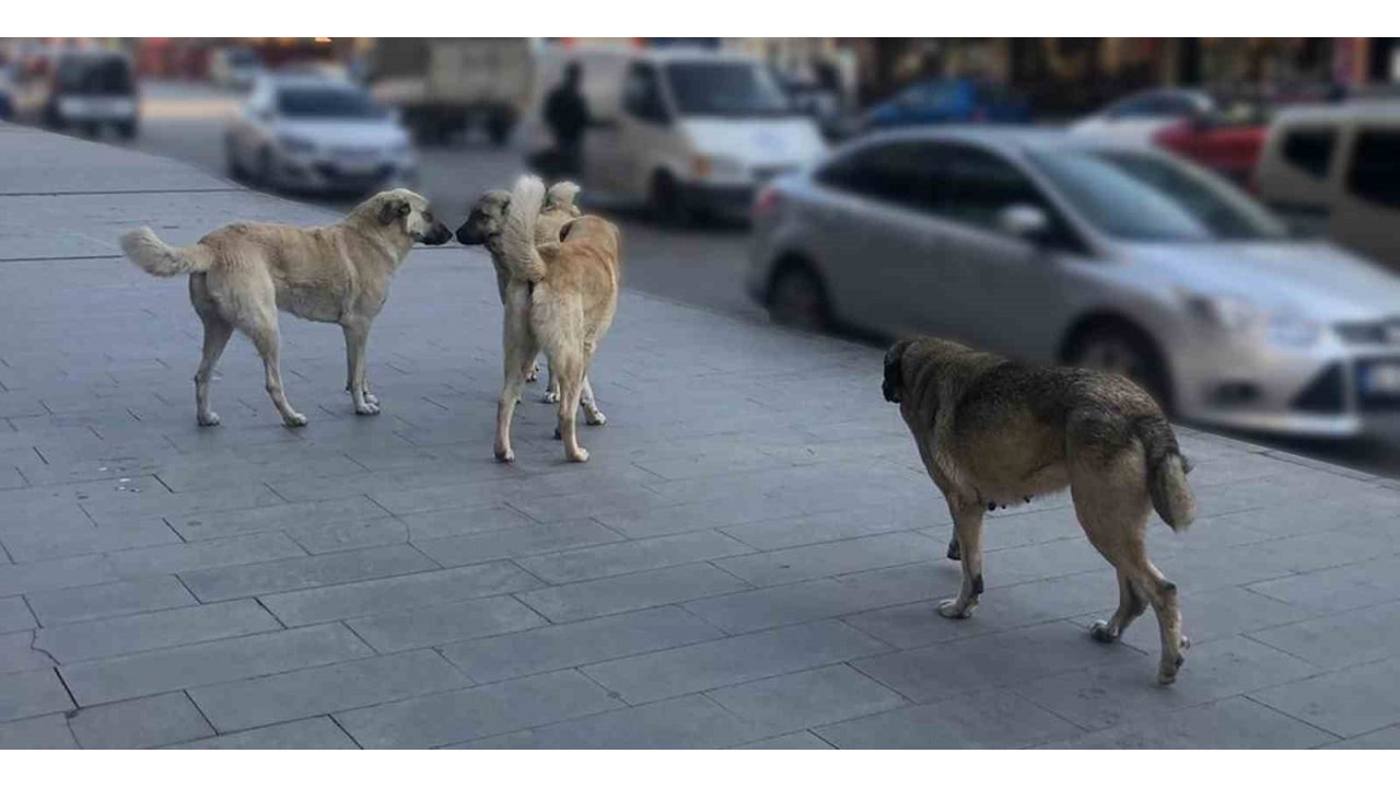Tercan’da Vatandaşlar Başıboş Köpeklerden Muzdarip