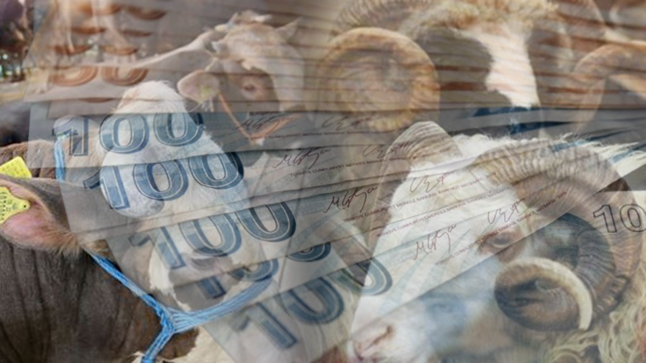 Kurbanlık Fiyatları 2025: İşte Büyükbaş ve Küçükbaş Kurbanlık Fiyatları!
