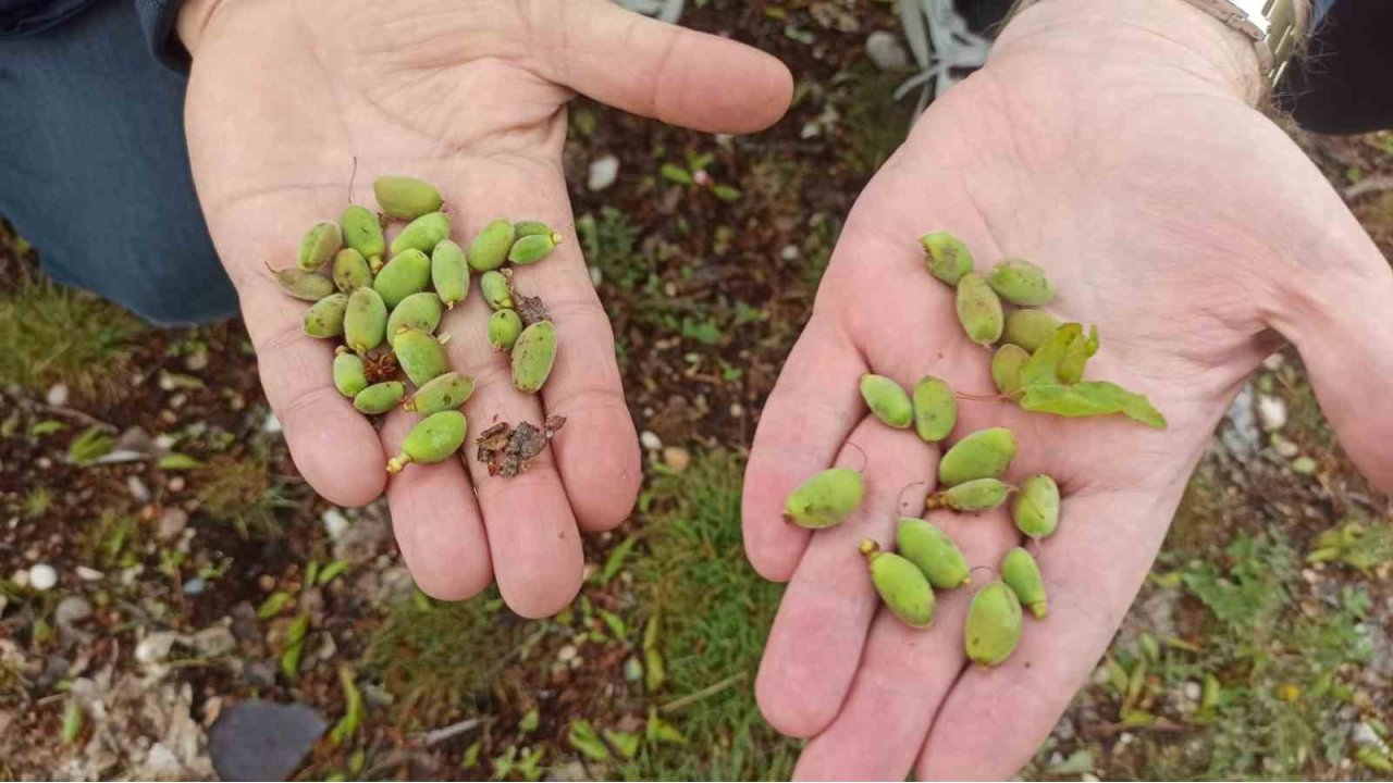 Malatya’da Kayısı Üreticilerine Doludan Korunma Yöntemleri Uyarısı